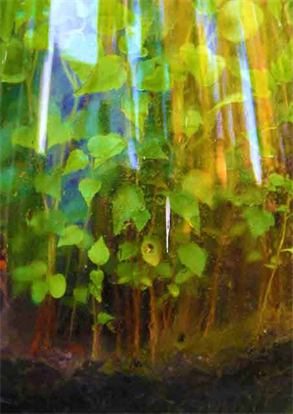 Dapacu Ecosfere Collection